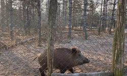 Stavebn&iacute; &uacute;pravy chaty D&uacute;bravka Lanžhot
